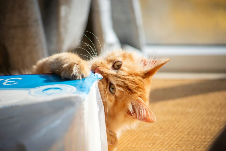 Dlaczego kot gryzie? 8 najczęstszych powodów